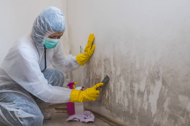 Best Mold Cleaning Services  in Orleans, VT