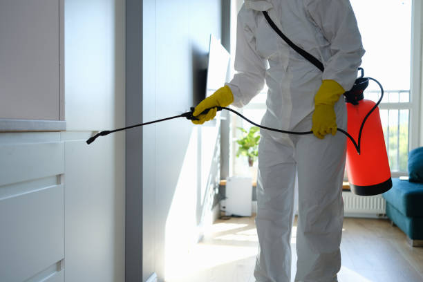 Best Mold Removal Specialists  in Orleans, VT