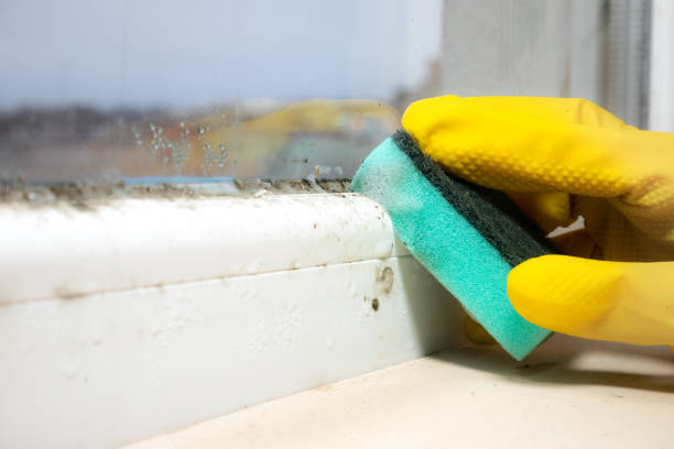 Best Mold Damage Repair  in Orleans, VT