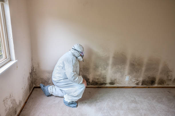 Best Residential Mold Removal  in Orleans, VT