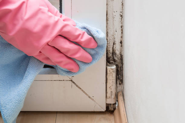 Best Emergency Mold Removal  in Orleans, VT