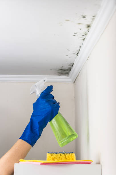 Best Home Mold Removal  in Orleans, VT